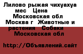 Лилово рыжая чихуахуа, 4 мес › Цена ­ 30 000 - Московская обл., Москва г. Животные и растения » Собаки   . Московская обл.